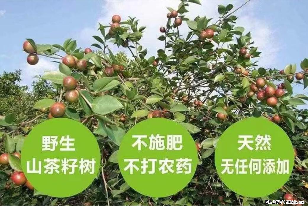 【灌阳县油茶产业示范区】一个有着充实的精神生活的人，对待身外之物自会有一种淡泊的态度 - 土特产 - 饮食特产 - 神农架分类信息 - 神农架28生活网 snj.28life.com