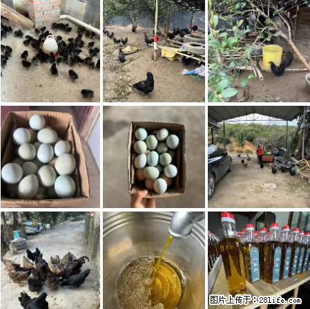 油茶园从小鸡仔开始养起的纯土鸡、土鸡蛋可以预定啦！还有前几天刚榨的纯山茶油哦 - 土特产 - 饮食特产 - 神农架分类信息 - 神农架28生活网 snj.28life.com