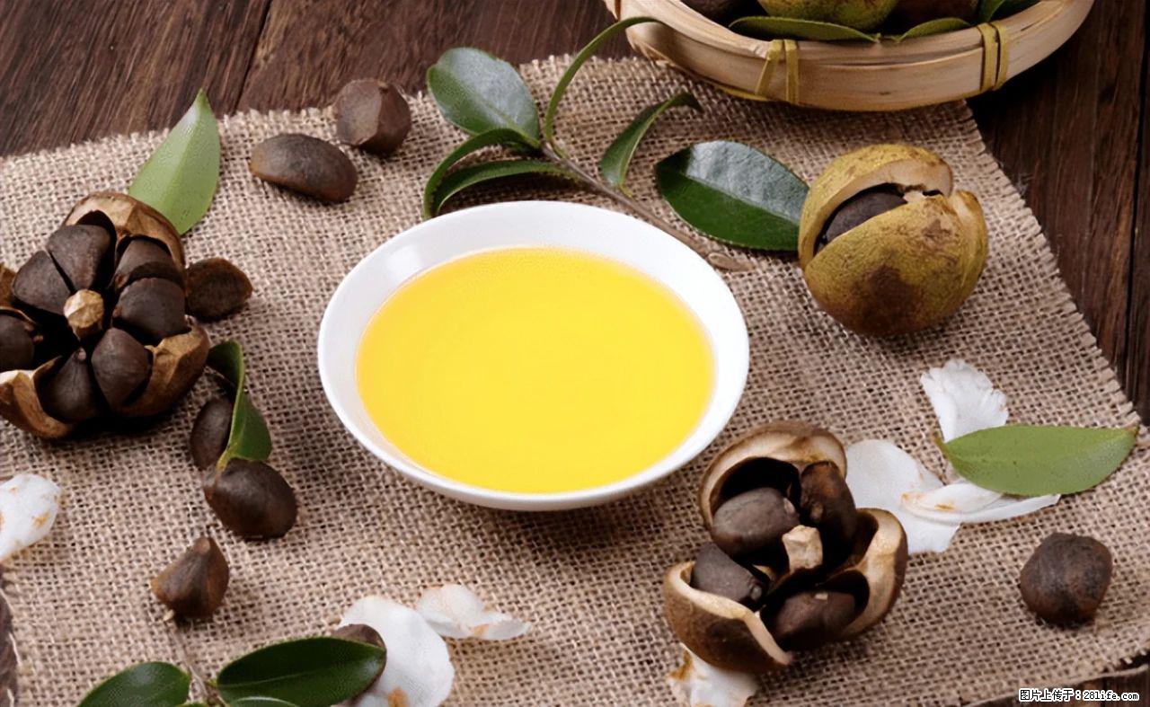 揭秘茶油的5大核心营养成分！被称为人体健康的“守护盾”！ - 神农架生活资讯 - 神农架28生活网 snj.28life.com