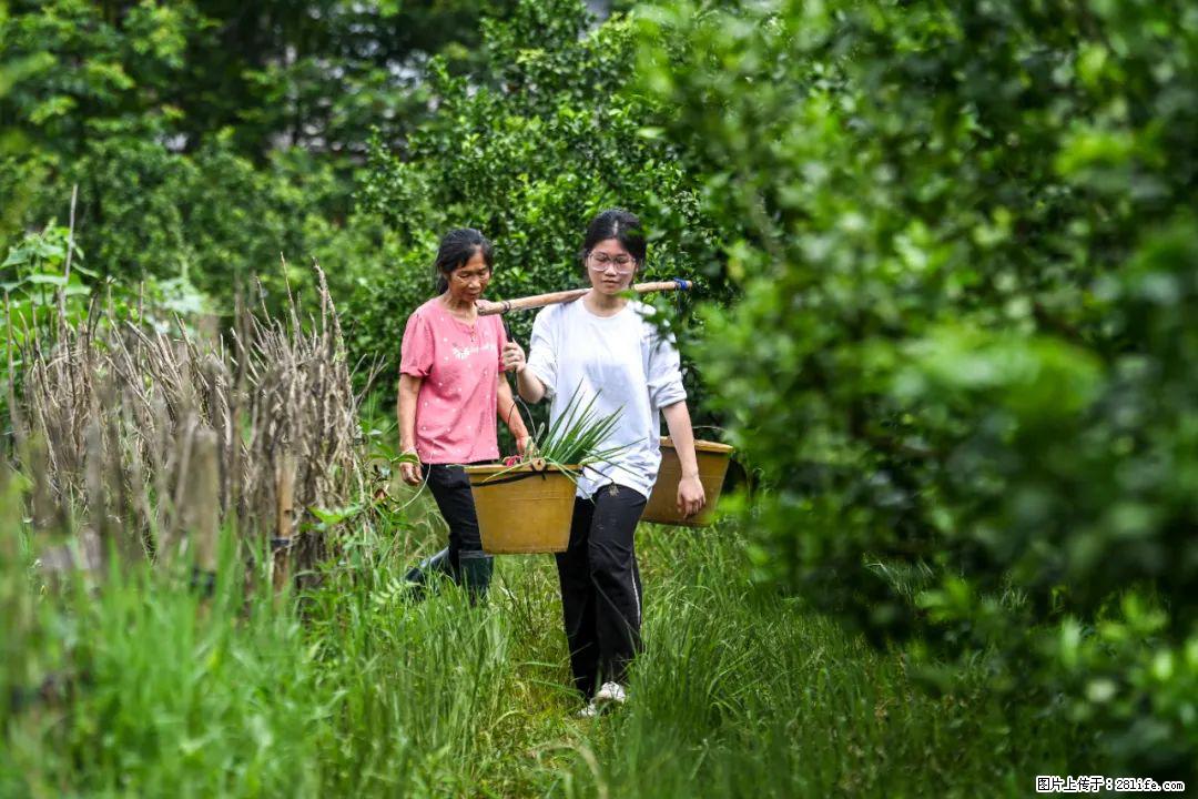 全网追的“扁担女孩”，找了一份暑假工，时薪12元 - 神农架生活资讯 - 神农架28生活网 snj.28life.com