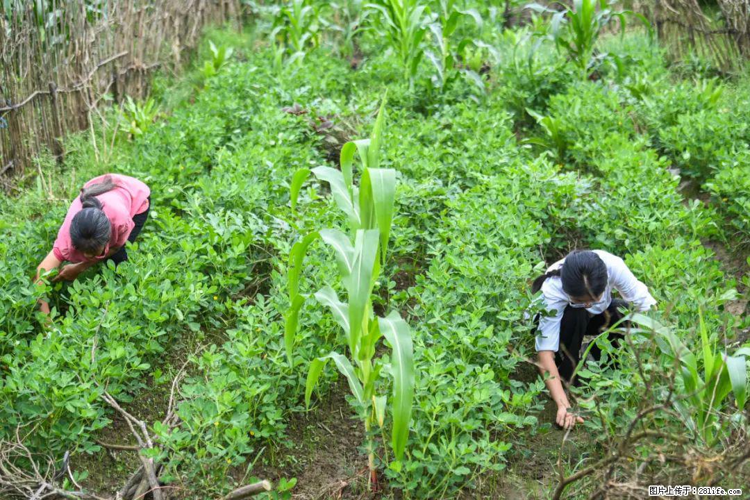 全网追的“扁担女孩”，找了一份暑假工，时薪12元 - 神农架生活资讯 - 神农架28生活网 snj.28life.com