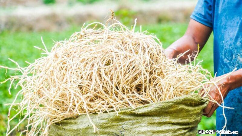 堪称“最难吃”的蔬菜,却是 “抗辐射神器”,还能护肺、清热、止咳化痰! - 神农架生活资讯 - 神农架28生活网 snj.28life.com