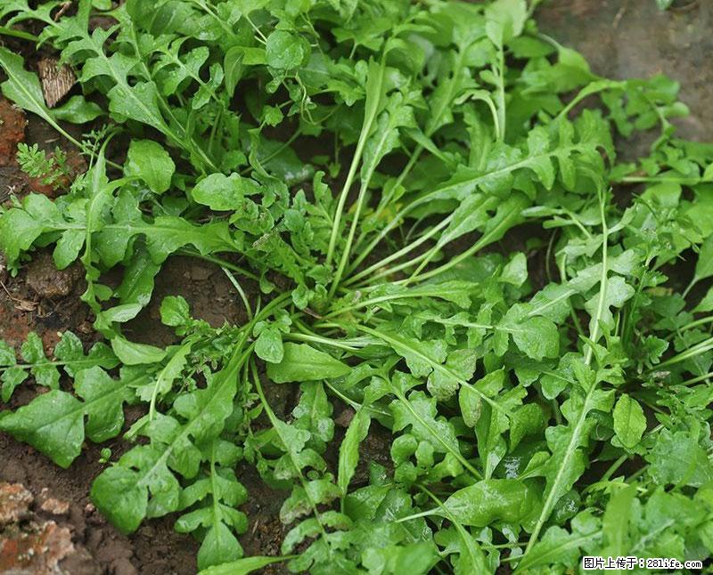 这些蔬菜是“天然钙片”，这6种被医生重点推荐 - 神农架生活资讯 - 神农架28生活网 snj.28life.com