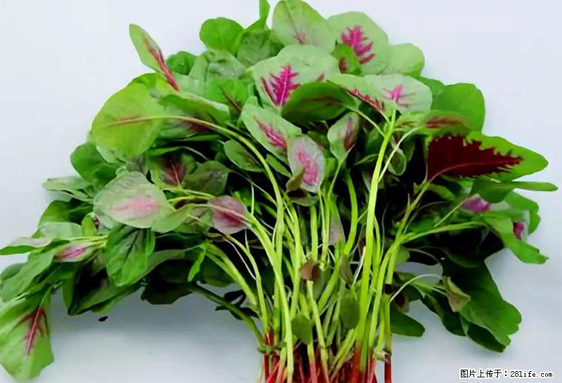 这些蔬菜是“天然钙片”，这6种被医生重点推荐 - 神农架生活资讯 - 神农架28生活网 snj.28life.com