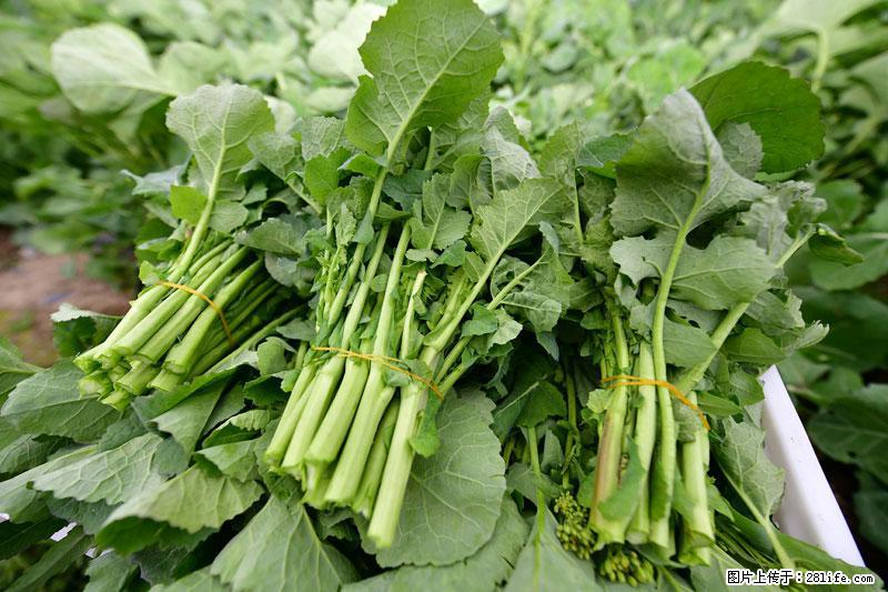 这些蔬菜是“天然钙片”，这6种被医生重点推荐 - 神农架生活资讯 - 神农架28生活网 snj.28life.com